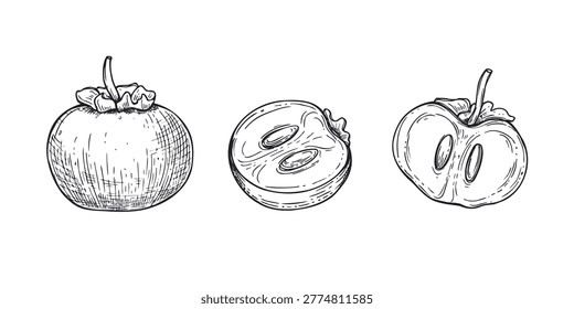 Persimmon fruit set in hand drawn vector vintage style. Whole and sliced exotic drupe with seed. Healthy organic food illustration clip art for culinary design, vegetarian diet and menu graphic