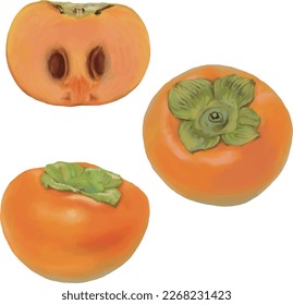 persimmon and halved persimmon. Isolated on white background. vector illustration.