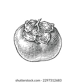 Persimmon. Hand drawn engraving style vector illustrations.