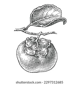 Persimmon. Hand drawn engraving style vector illustrations.