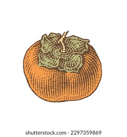 Persimmon. Hand drawn engraving style vector illustrations.