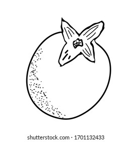 Persimmon. Handgezeichnete Persimmonfruchtgrafik einzeln auf weißem Hintergrund im Stildoodle.