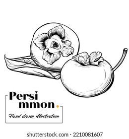 Persimmon Hand Drawn Vector Illustration