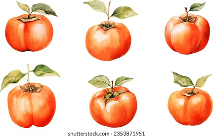 Persimmon , isolated vector illustration.