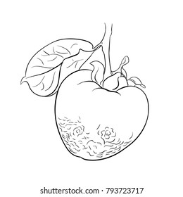 persimmon line art vector hand drawn illustration, black contour
