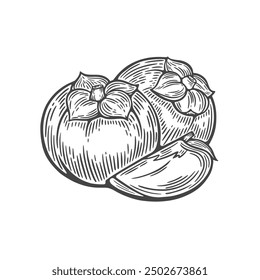 Persimmon line drawing. Hand drawn persimmon fruits. Vintage engraving