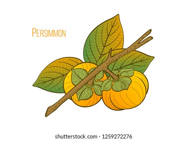 Persimmon set, color graphic drawing with a branch, fruits and leaves of a tropical plant. Vector hand drawn illustration, calligraphic, isolated on background.