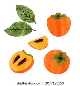 Conjunto de permisos. La mitad, rebanada y todo el fruto del persimón aislado en blanco. Ilustración vectorial de acuarela.