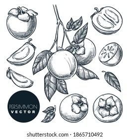 Persimmon set. Hand drawn sketch vector illustration. Tropical fruits on branch. Harvest isolated vintage design elements.