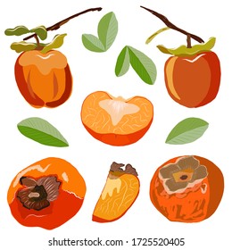 Conjunto de Persimmon aislado sobre fondo blanco. Ilustración vectorial de la fruta de sharon enteras y en rodajas. Colección para diseño, banner, menú, afiche.