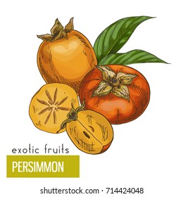 Persimmon, slice, fruits and leaves. Exotic fruits, hand drawn vector illustration, colored sketch. 