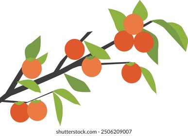 Persimmon tree illustration. simple cartoon format