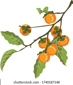 persimmon tree for mid august festival