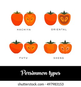 Persimmon types: Hachiya, Oriental, Fuyu, Sheng, vector editable illustration. Different Kaki drawn in flat simple style.
