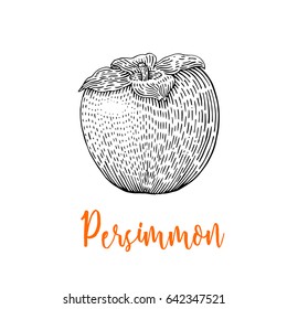 Persimmon vector drawing. Isolated Persimmon engraved
