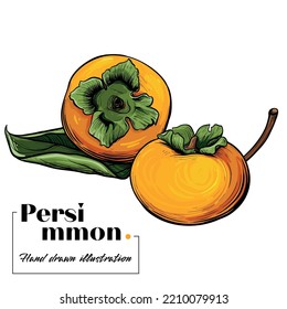 Ilustración dibujada a mano por vector Persimmon