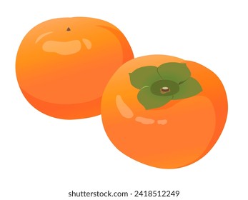 Persimmon vector illustration fruit material