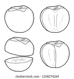 Persimmon Vector Illustration Hand Drawn Fruit Cartoon Art