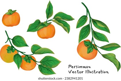 persimmon vector Illustration Seasonal fruit