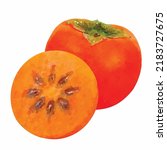 Persimmon vector illustration. Sharon drawing on a white background. Diospyros. Amarphal picture. Summer fruit watercolor illustration. Fruit hand drawn. Clipart for logo, design and greeting card.