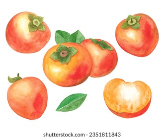  Persimmon watercolor illustration set, slice, leaves