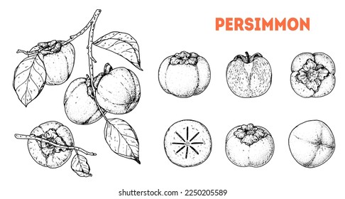 Persimmons fruit. Hand drawn design elements. Vector illustration. Design, package, brochure illustration. Persimmon fruit illustration. Design elements for packaging design and other.