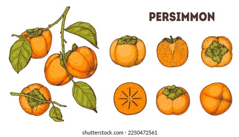 Persimmons fruit. Hand drawn design elements. Vector illustration. Design, package, brochure illustration. Persimmon fruit illustration. Design elements for packaging design and other.