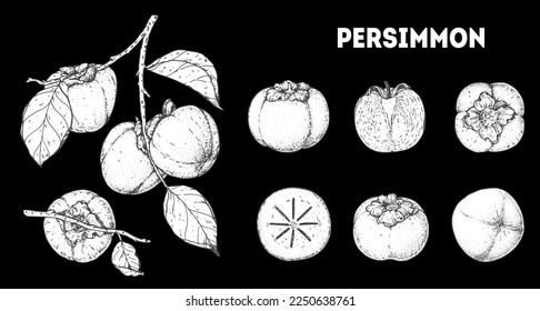 Persimmons fruit. Hand drawn design elements. Vector illustration. Design, package, brochure illustration. Persimmon fruit illustration. Design elements for packaging design and other.