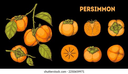 Persimmons fruit. Hand drawn design elements. Vector illustration. Design, package, brochure illustration. Persimmon fruit illustration. Design elements for packaging design and other.