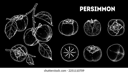 Persimmons fruit. Hand drawn design elements. Vector illustration. Design, package, brochure illustration. Persimmon fruit illustration. Design elements for packaging design and other.