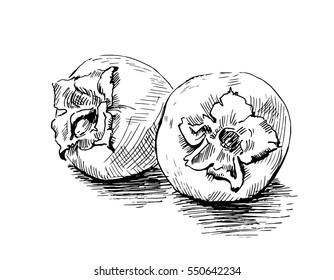 The persimmons hand drawn. Graphics sketch 