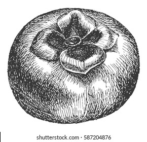 The persimmons hand drawn. Vegetable vector drawing isolated. Engraved style illustration. Food graphics sketch. Farm market product