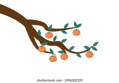 Persimmons on Tree Branch - Several bright orange persimmons hanging from tree branch