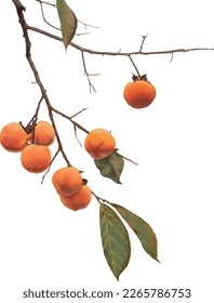 Persimmons and persimmon tree branches. Isolated on white background. vector illustration.