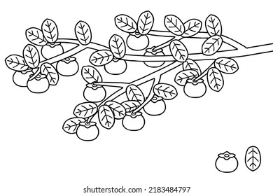 Persimmons tree. Vector line art illustrations set.