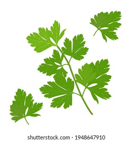 Persley leaf, green parsley leaves organic parsley vector illustration