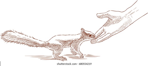 A person feeding a forest squirrel