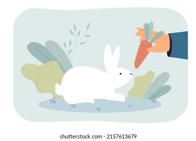 Person feeding rabbit with carrot. Hand holding vegetable, giving it to white rabbit. Pet, care concept for banner, website design or landing web page