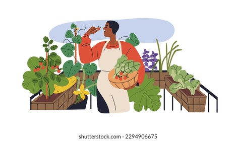 Person growing vegetables in pots at house balcony, terrace. Man picking healthy organic eco home grown harvest, fresh food plants. Flat graphic vector illustration isolated on white background