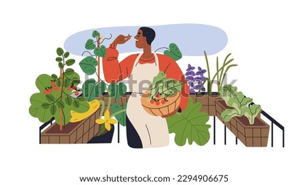 Person growing vegetables in pots at house balcony, terrace. Man picking healthy organic eco home grown harvest, fresh food plants. Flat graphic vector illustration isolated on white background