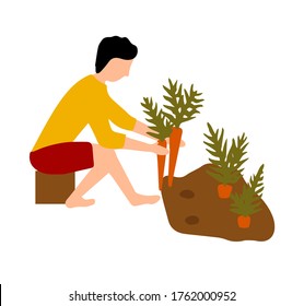 Person erntet. Ein Mann zieht Karotten aus dem Boden. Herbstarbeiten im Garten.