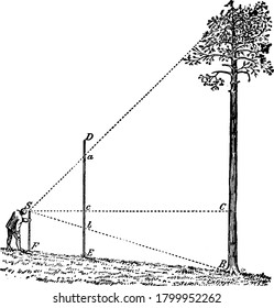 A Person is measuring the height of the tree from the surface of the ground, vintage line drawing or engraving illustration.