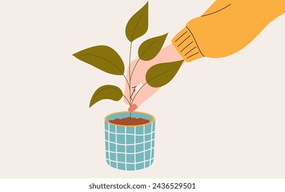 Person takes care of a potted houseplant. Vector illustration.