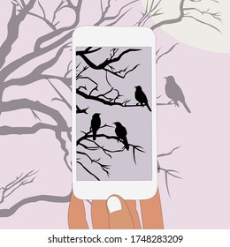 Person taking photo of tree with birds. Tourist takes picture of evening landscape by phone. Isolated on blue background