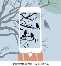 Person taking photo of tree with birds. Tourist takes picture of evening landscape by phone. Isolated on blue background