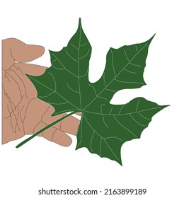a person's hand holding a dark green leaf with an attractive shape
