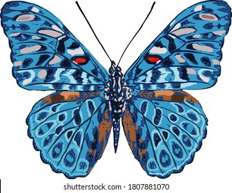 Peruanischer blauer Schmetterling, Vektorgrafik auf weißem Hintergrund