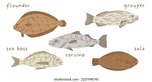 Peruvian fish set in flat. Flounder, corvina, sea bass, sole, grouper on white background.