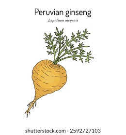 Peruvian ginseng or Maca (Lepidium meyenii), edible and medicinal plant. Hand drawn botanical vector illustration