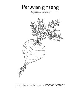 Peruvian ginseng or Maca (Lepidium meyenii), edible and medicinal plant. Hand drawn botanical vector illustration